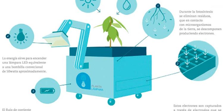 Iluminación ecosostenible: Generando luz a partir de las plantas