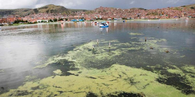 Marino Morikawa ahora quiere descontaminar el Titicaca