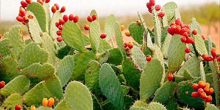 Analizan el nopal como aditivo para materiales de construcción
