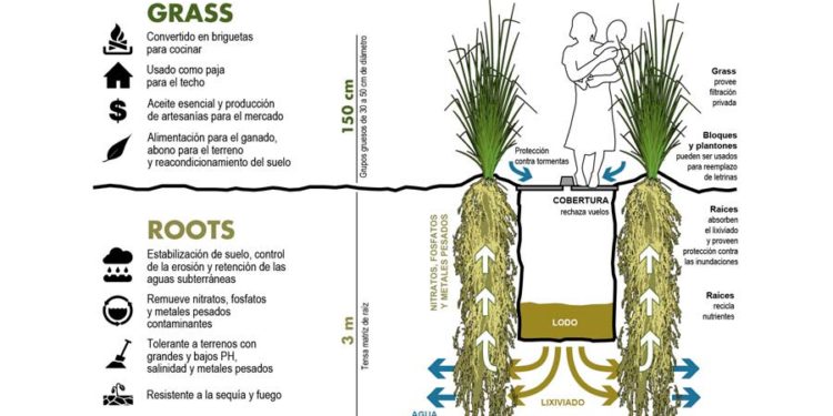 Planta Vetiver: solución natural multiusos con bajo consumo de agua