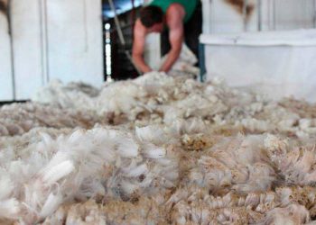 Utilizan lana de oveja como aislante térmico en hogares