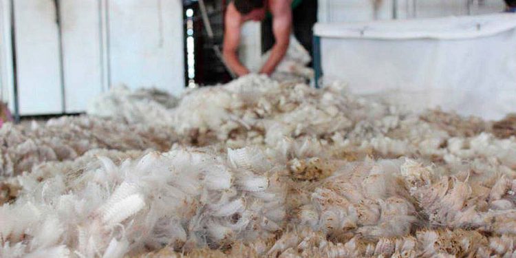 Utilizan lana de oveja como aislante térmico en hogares