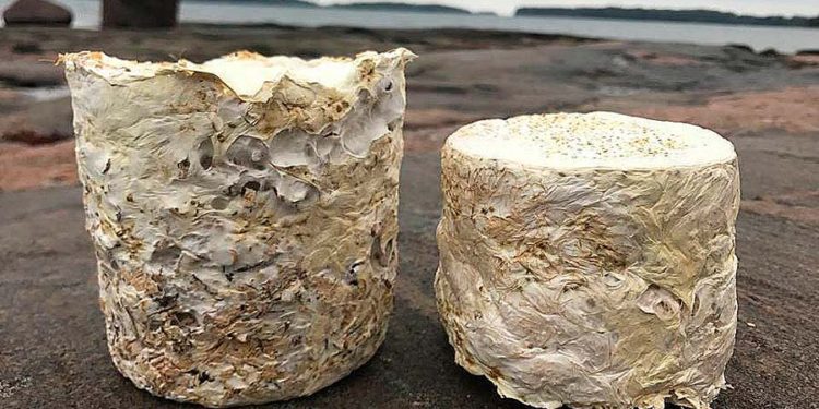 “Aislamiento vegano”, un nuevo sistema a base de hongos