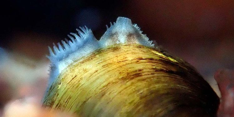 Analizan la calidad del agua utilizando almejas asiáticas