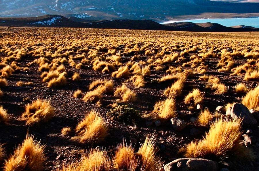 Investigadores peruanos utilizan la fibra del Ichu para fabricar paneles de fibrocemento