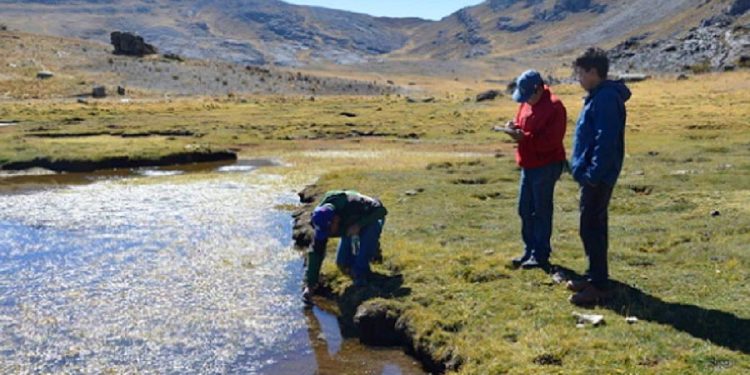 Áncash: Vegetales altoandinos son capaces de descontaminar agua y suelos con metales