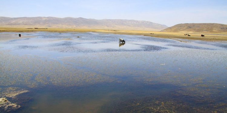 Gobierno Regional de Áncash y Profonanpe proyectan recuperar el ecosistema bofedal de la laguna Conococha