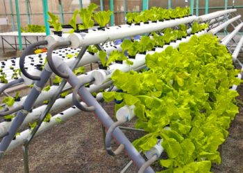 Puno: Invertirán más de S/ 7.5 millones en la instalación de 1,300 módulos hidropónicos para combatir sequía