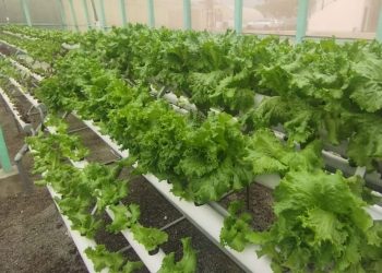 Invertirán más de S/ 16 millones en la instalación de 2,800 módulos hidropónicos piramidales en 9 regiones