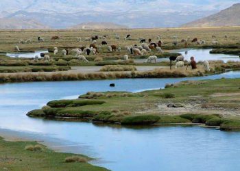 Con S/ 4.5 millones proyectan conservar recurso hídrico en Reserva Salinas y Aguada Blanca