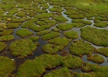 Perú cuenta con más de un millón de hectáreas de bofedales distribuidos en 19 regiones