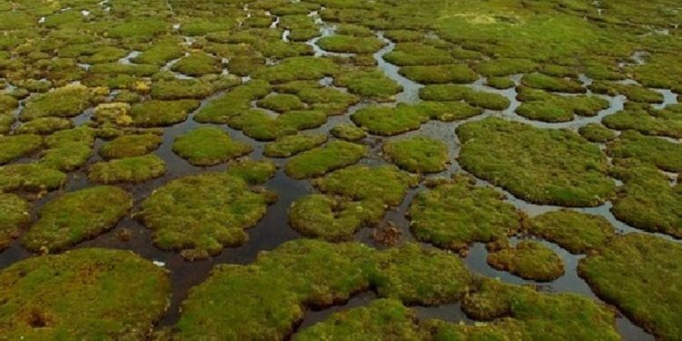 Perú cuenta con más de un millón de hectáreas de bofedales distribuidos en 19 regiones