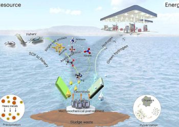 Convierten lodo de aguas residuales en hidrógeno verde y proteínas unicelulares aptas para alimento animal