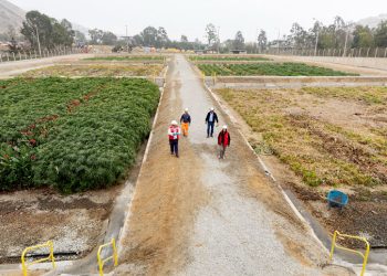 Presentan catálogo de especies de plantas eficientes en el tratamiento de aguas residuales