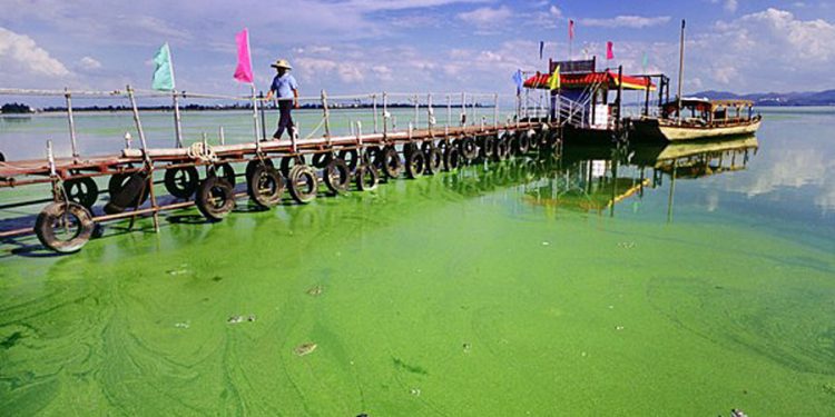 Exceso de nutrientes (nitrógeno y fósforo) en aguas residuales domésticas: un desafío ambiental latente