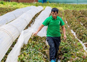 Asociación de Rayampampa gana premio internacional por innovar en riego y producción sostenible de fresa