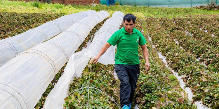 Asociación de Rayampampa gana premio internacional por innovar en riego y producción sostenible de fresa